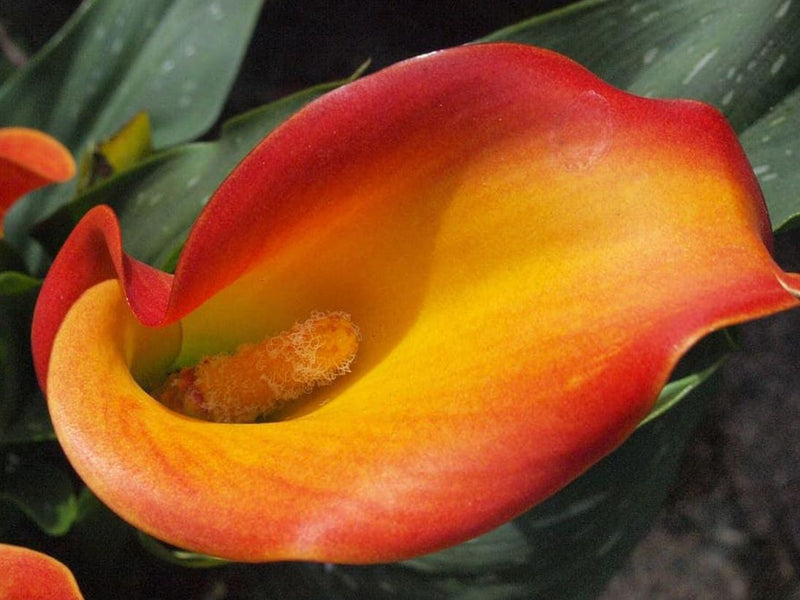 amber lily flower Flame Calla Lily Bulb 14/16cm Bulb