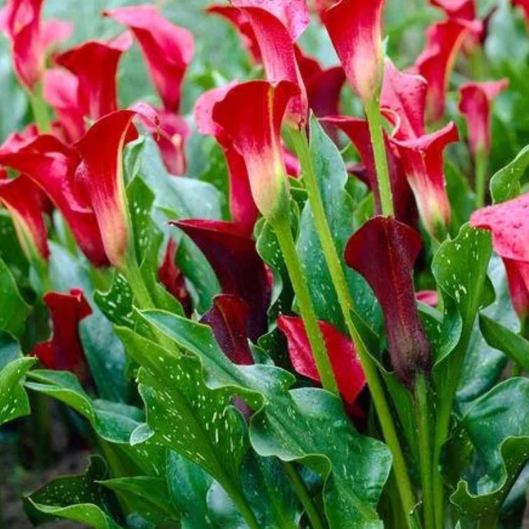 red calla lily flower Majestic Red Calla Lily Bulb 14/16 cm