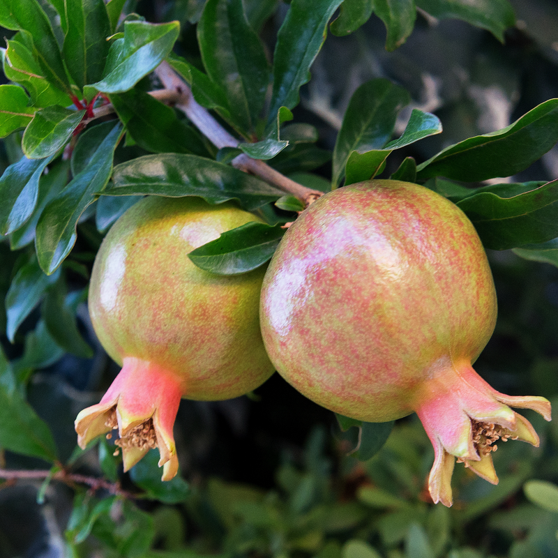 Puncia Granatum 'Sirenevyi' 1 Potted Plant Exotic Plant Sweet an