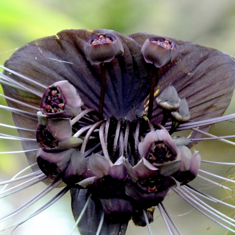 Tacca Chanterii 'Black Bat Plant' 1 Potted Plant Exotic Plant St