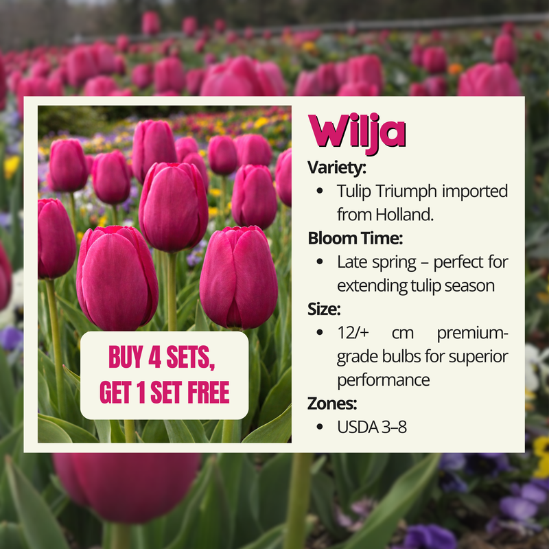 Tulip Single Late ‘Wilja’ | Premium 12/+ cm Bulbs | Elegant Late-Spring  Blooms | Free Fertilizer Boost