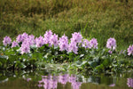 5 Eichhornia crassipes 'Water Hyacinth' Bundle