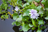 5 Eichhornia crassipes 'Water Hyacinth' Bundle