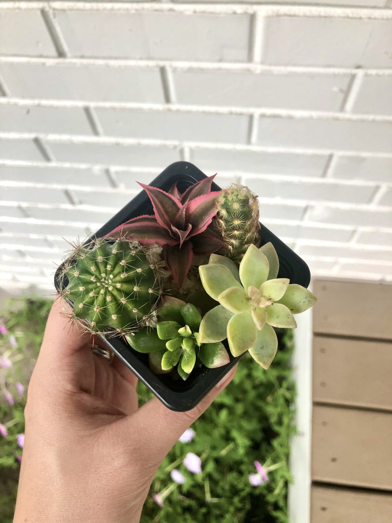 shipped succulents Succulent and Cacti Cuttings - Assorted Varieties