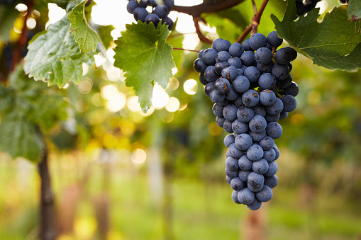 planting concord grape seeds PREORDER Concord Seedless Grape Vine – 1-Year Bare Root Plant