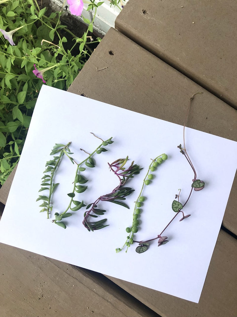 hanging succulent propagation String Succulent Cuttings