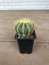 Notocactus magnificus "Balloon Cactus" - 2.5"