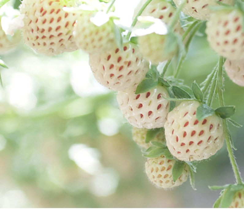 pineapple strawberry plants Pearl Strawberry Plants