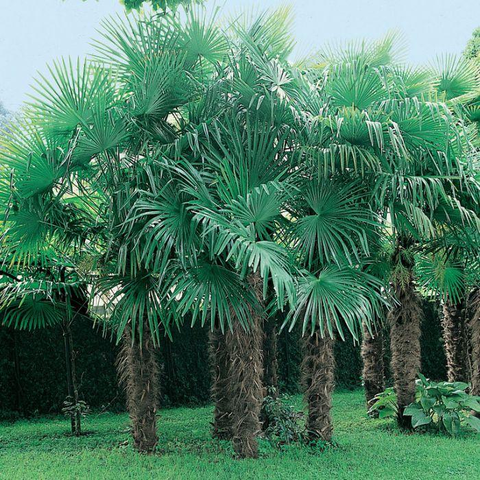 windmill palm tree planting instructions Chinese Windmill Palm