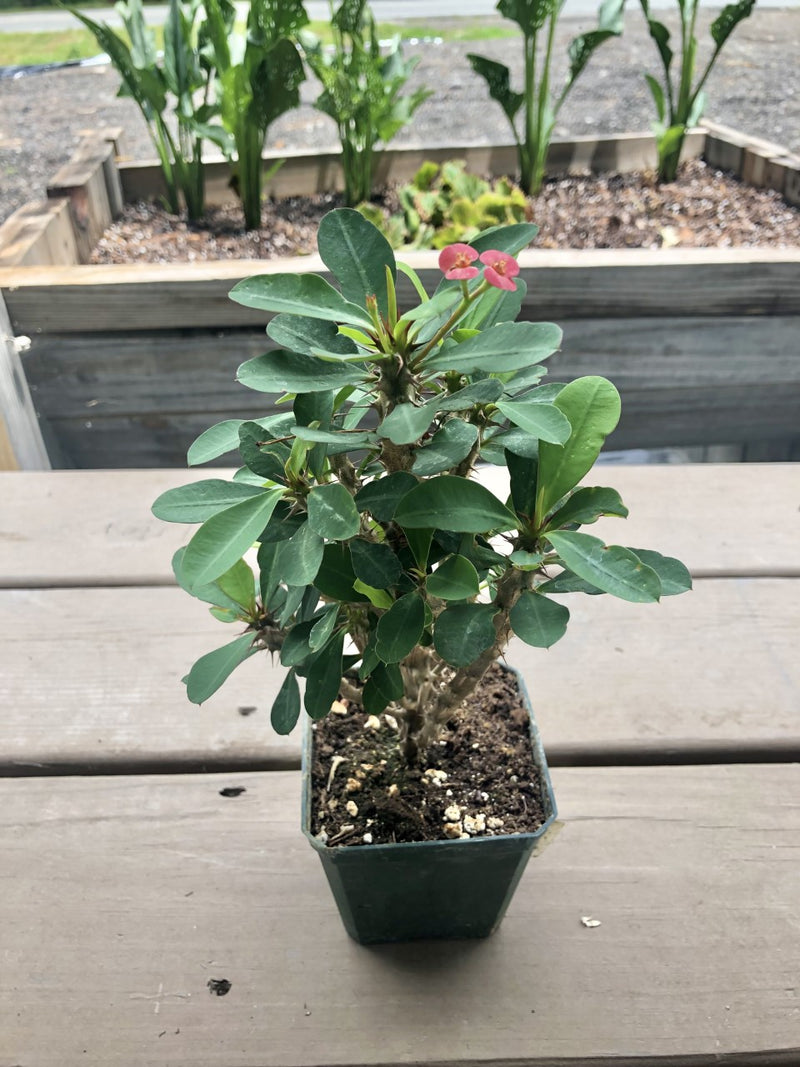 is crown of thorns plant a succulent Euphorbia milii 2in Crown of Thorns