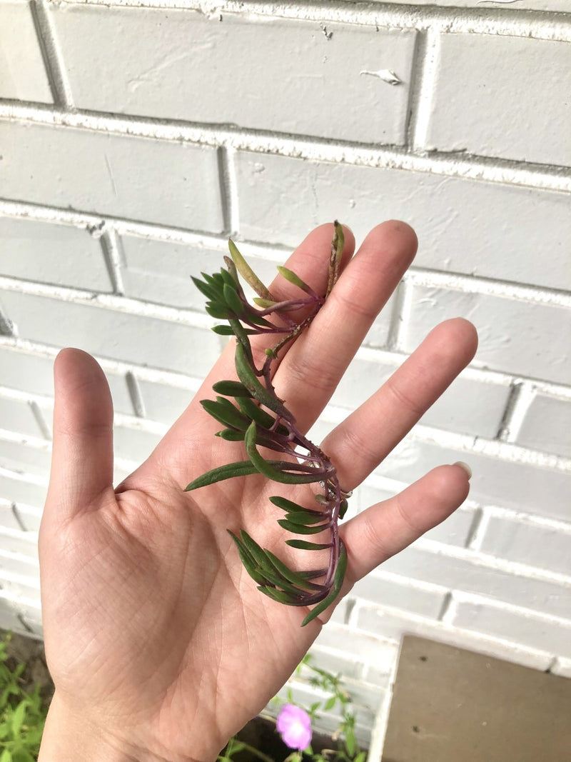 string of pickles succulent String Succulent Cuttings