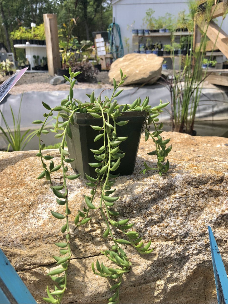 Senecio radicans "String of Bananas" Succulent - 2.5"