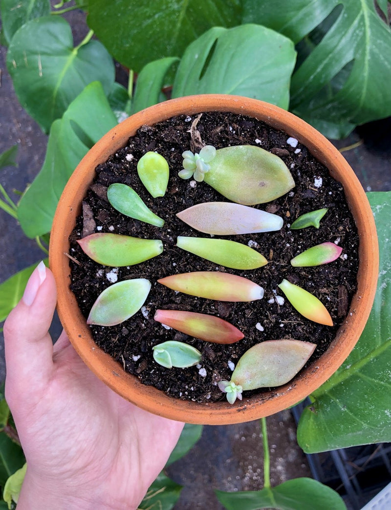 succulent foliage Succulent Propagation Leaves (25 Pack) | Assorted Colorful Live Succulent Leaves for Propagating