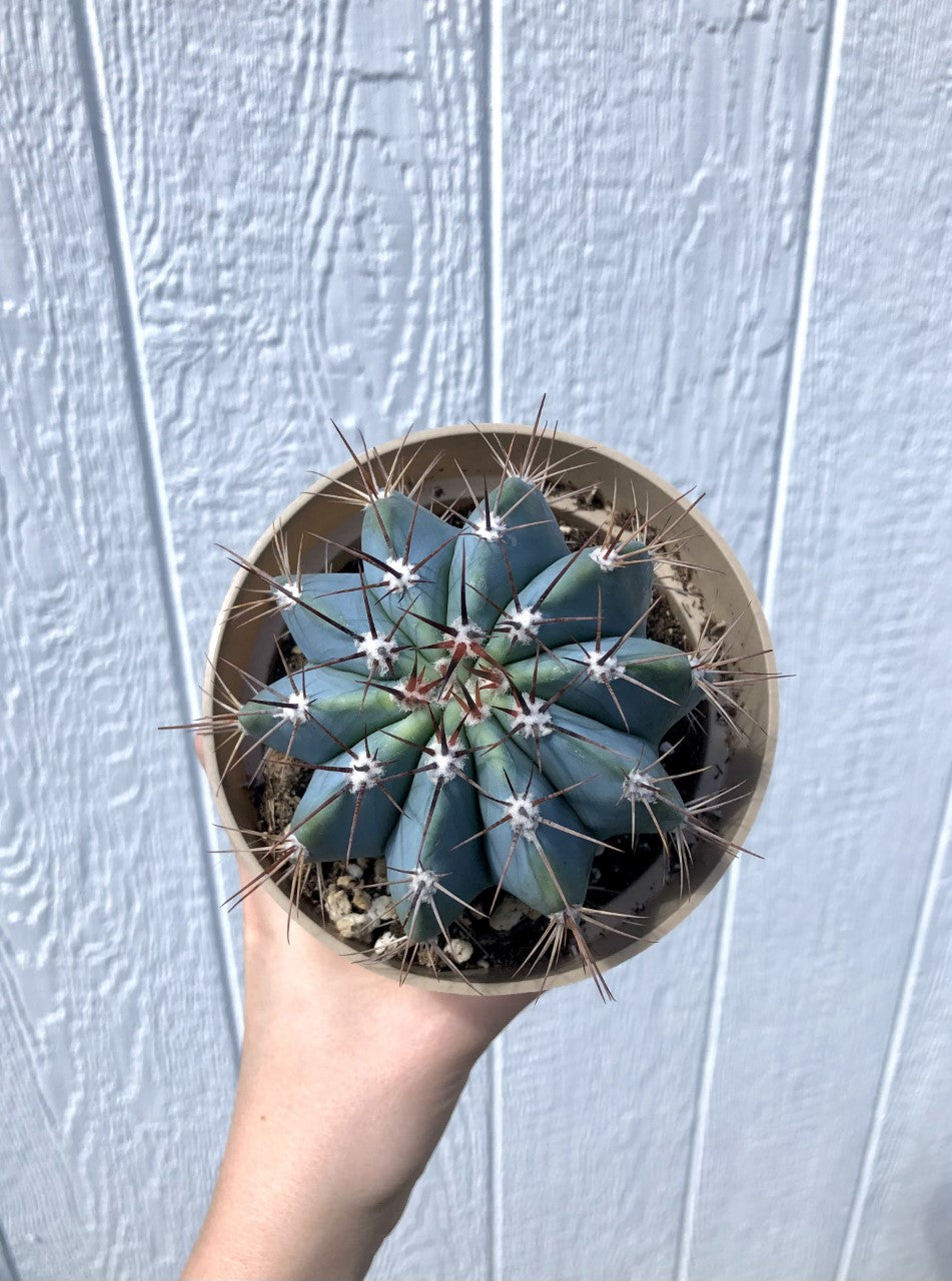 Melocactus azureus “Turk’s Cap Cactus” - 3.5"