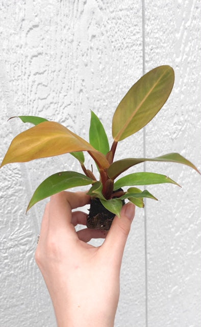 Philodendron 'Prince of Orange' - Starter Plant