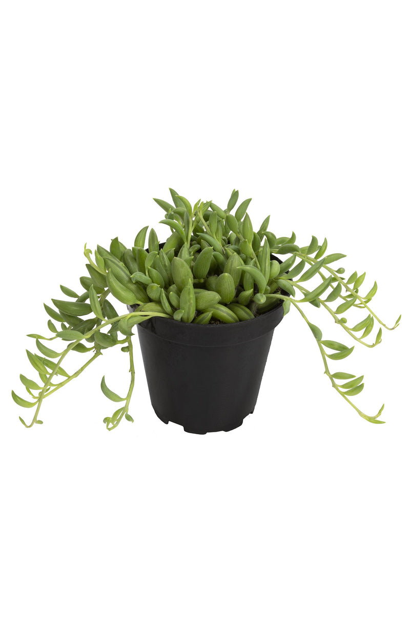 String of Bananas