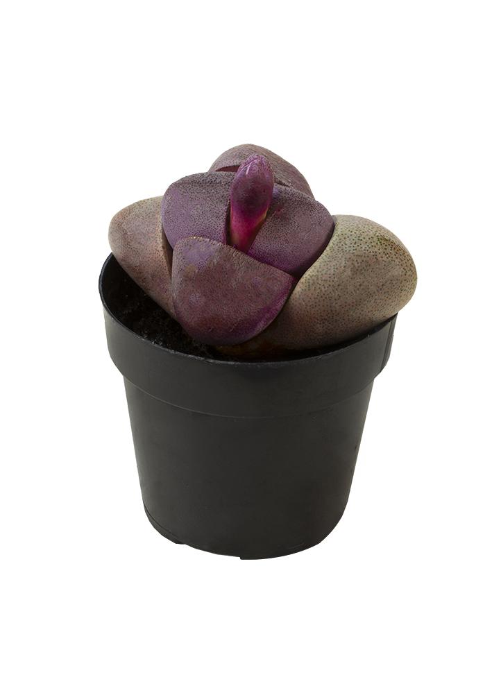 Royal Flush Split Rock (Pleiospilos Nelii)