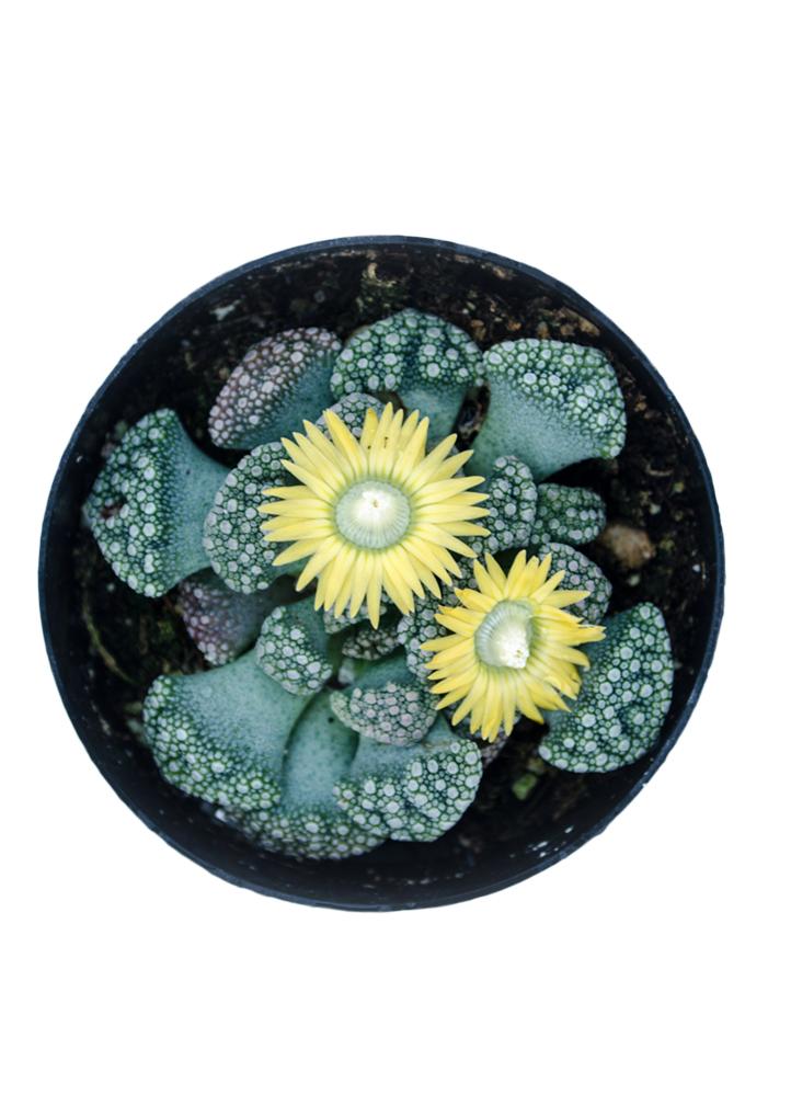 Concrete Leaf (Titanopsis Caclarea)
