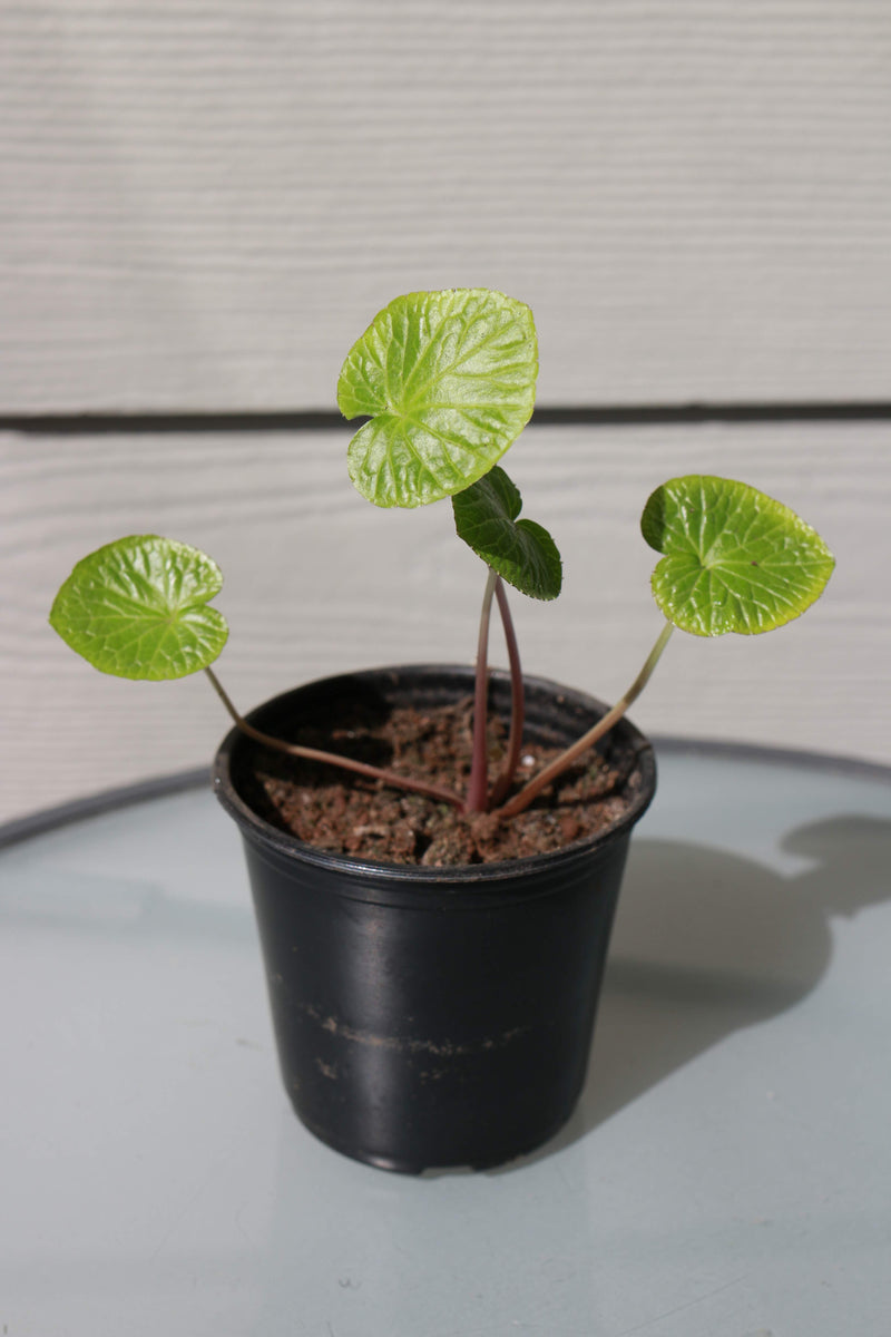 Wasabi Planting Instructions