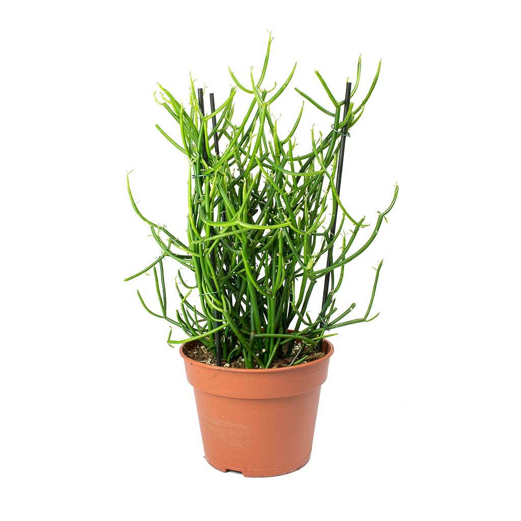 iridescent plants Spider Plant in Glass Iridescent Pot – MoonstruckBotanica main image 0