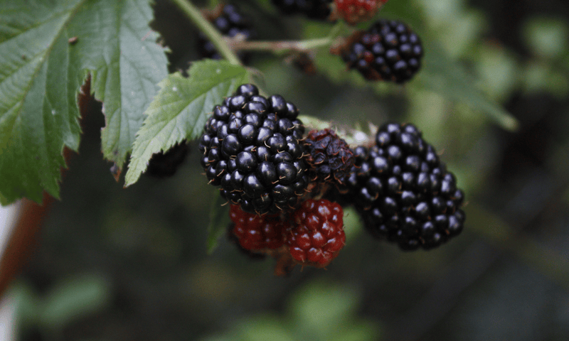 How to Plant Blackberry Plants