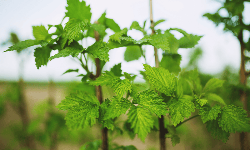How to Plant Raspberry Canes: A Comprehensive Guide – Hand Picked Nursery