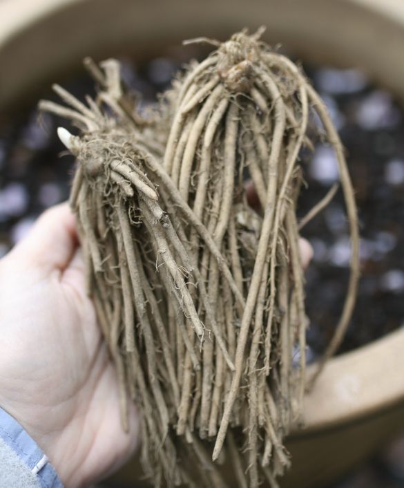 How to plant bare root plants