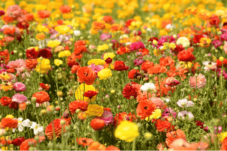 Planting Ranunculus Bulbs
