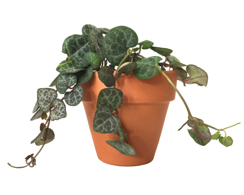 String of Hearts