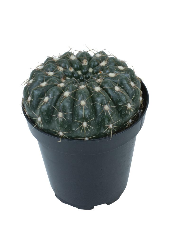 Notocactus (Uebelmannianus)