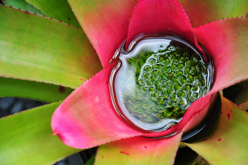 Bromeliads