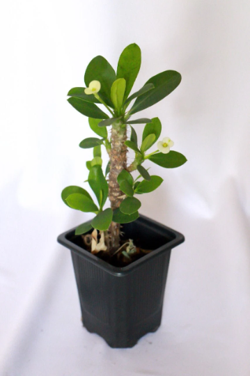 Crown Of Thorns (Euphorbia Milii)