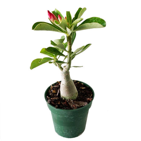 Desert Rose (Adenium obesum) Succulent