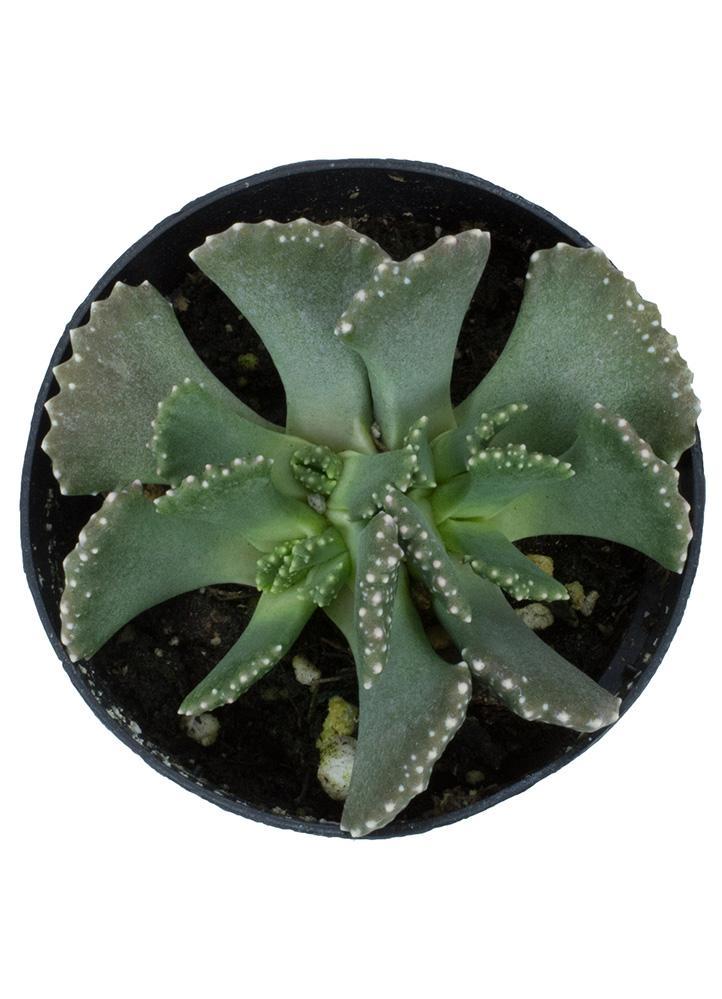 Giant Jewel (Aloinopsis Malherbei)