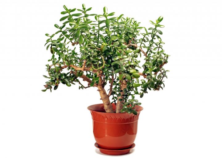 Jade Plant