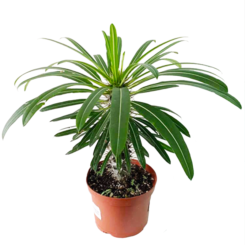 Madagascar Palm