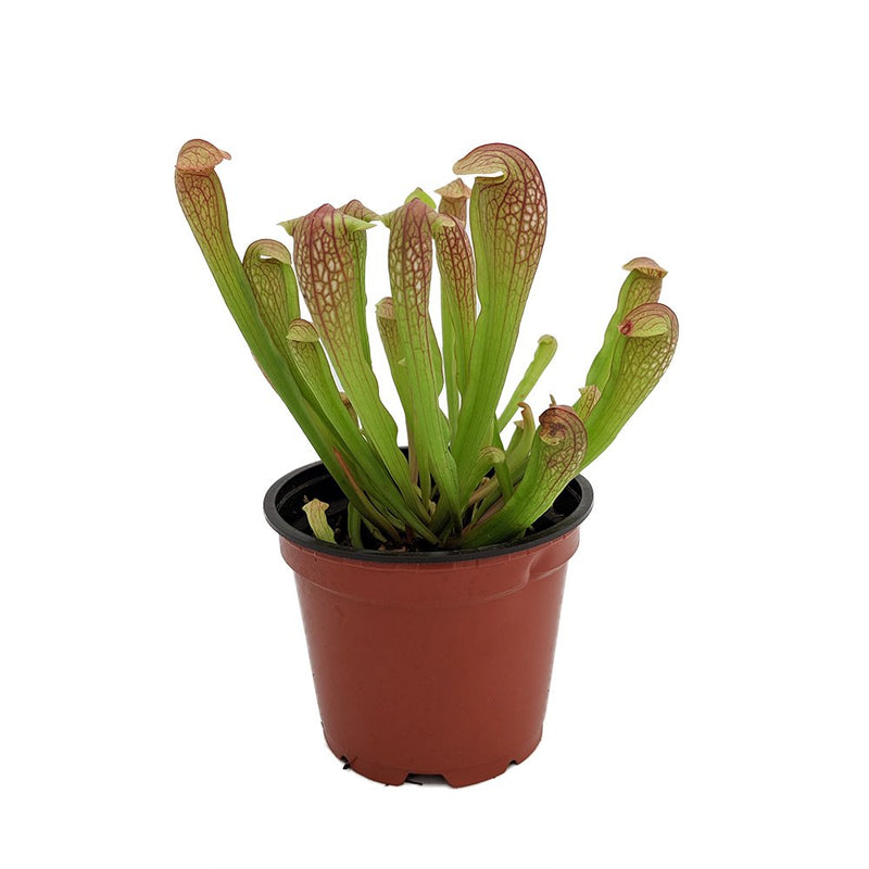 Pitcher Plant (Sarracenia Purpurea )
