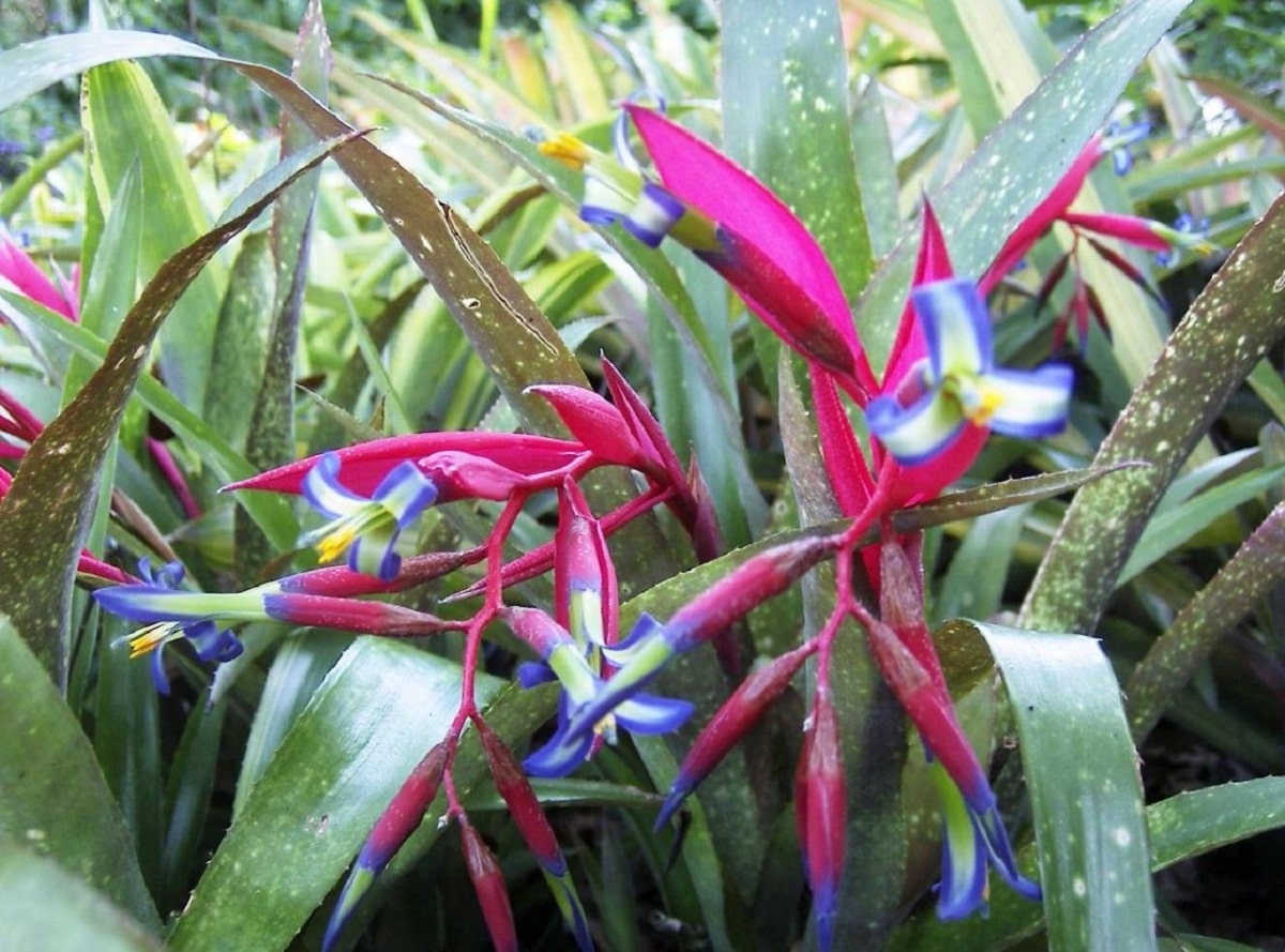 Billbergia Saundersii – Hand Picked Nursery