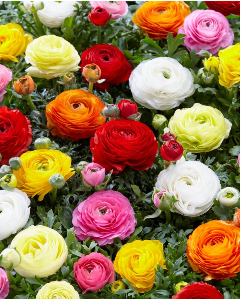 Ranunculus Grow Kit: Step-by-Step Planting Guide