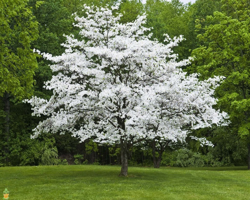 Planting Bare Root Plants in the Summer!