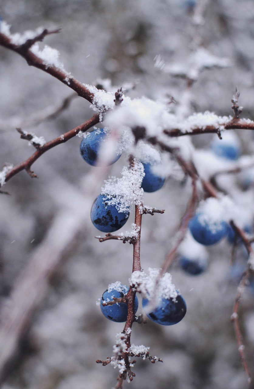 How to Prepare Berry Bushes for Winter | Hand Picked Nursery, image size:836x1280