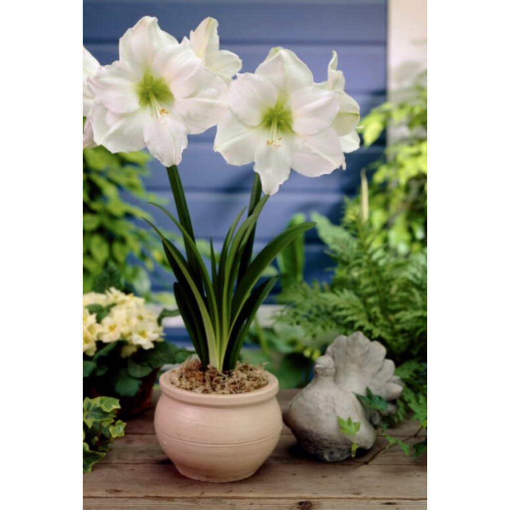Amaryllis