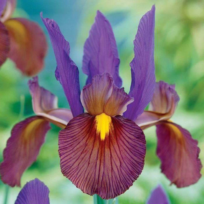 Iris Bulbs