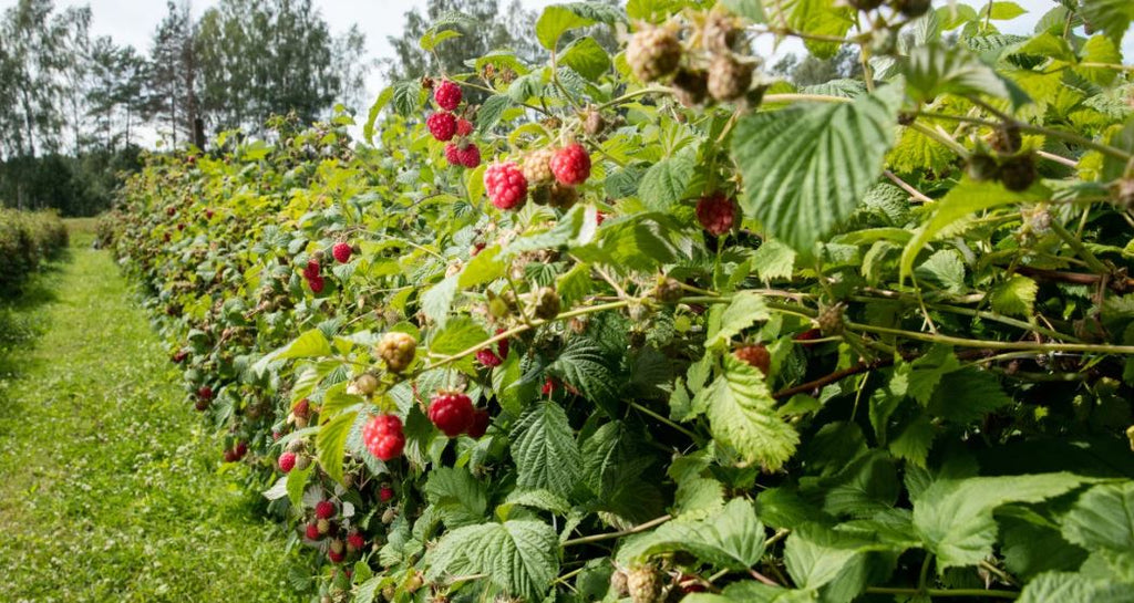 Potted Raspberry Plants