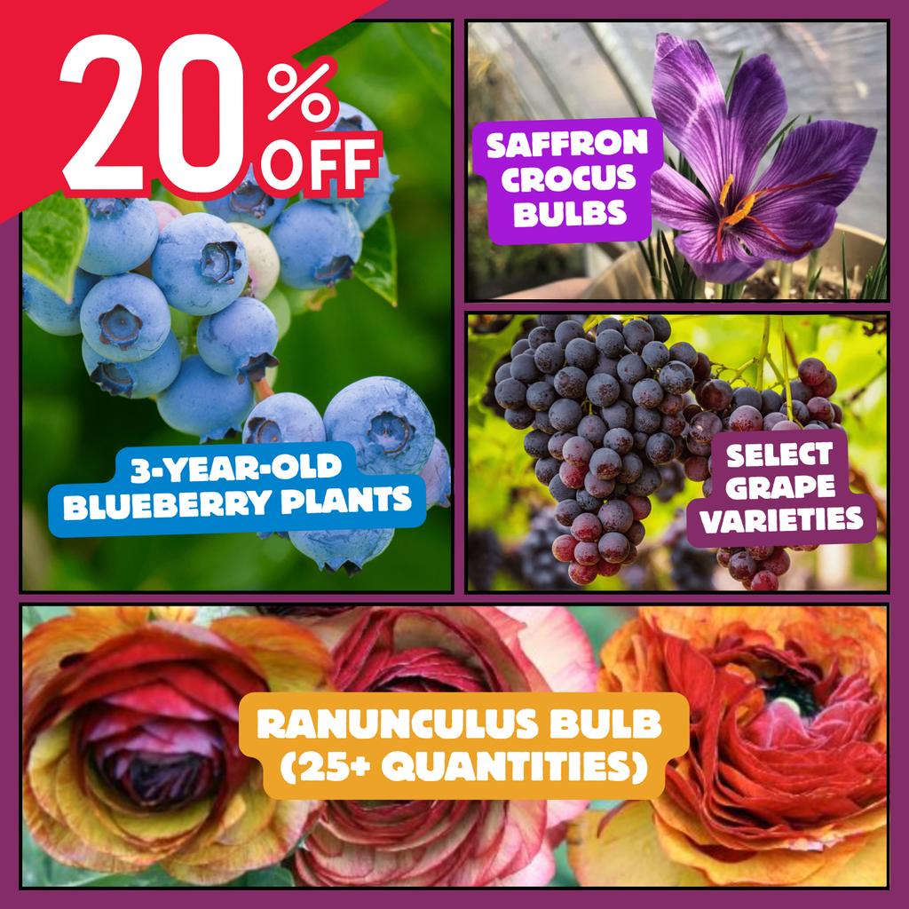 Black Friday Bloom Sale