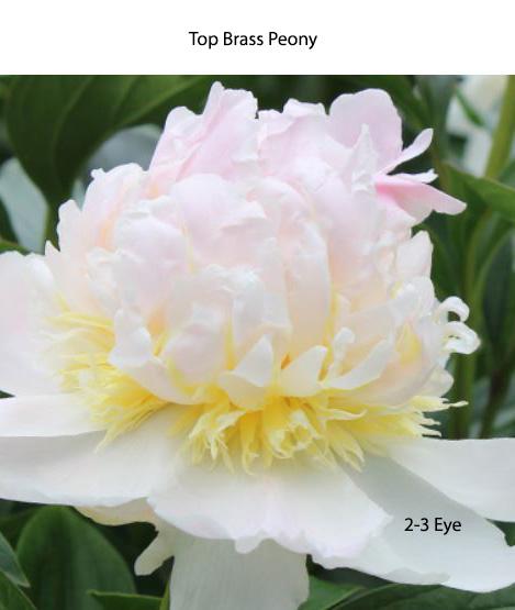 Peony