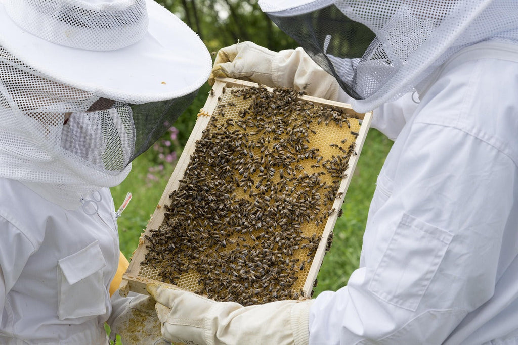 Beekeeping & Pollinators