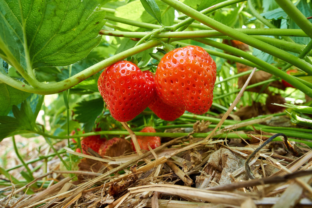 Everbearing Strawberry Plants for Sale