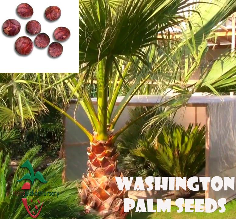 Tree Seeds and Palm Seeds