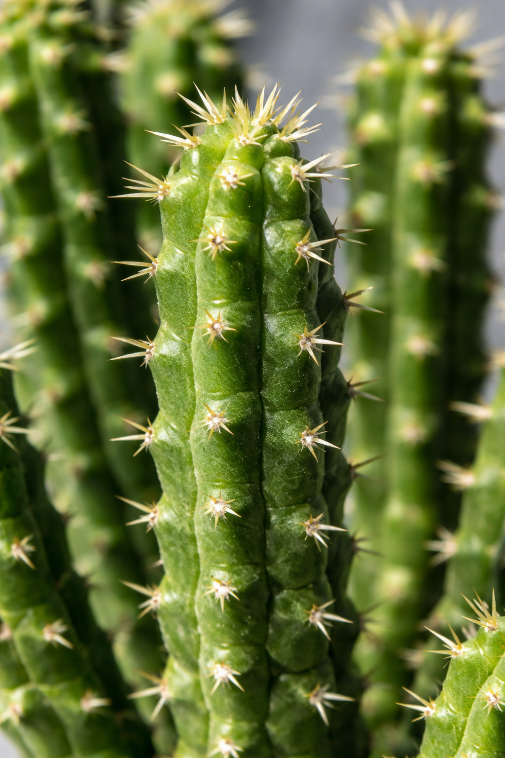 succulent corn Indian Corn Cob Cactus (Euphorbia mammillaris) Live Plant